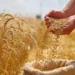 FAO: Rusya Tahıl ve Gıda Ticaretinde Etkisini Artırıyor - Tarım Pusulası