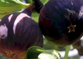 İncirde hasat ve ihracat tarihi belli oldu