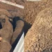 İthal besilik hayvanlarda gübre tartışması yeniden alevlendi 6 İthal besilik hayvanlarda gübre tartışması yeniden alevlendi - Tarımdan Haber