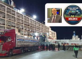 İthal hayvanda kritik soru: ESK piyasayı mı düzenliyor, bütçeye gelir mi üretiyor? - Tarımdan Haber
