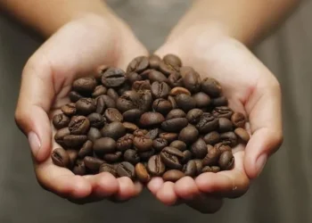 Kişi başı kahve tüketimi 2,5 kilograma koşuyor
