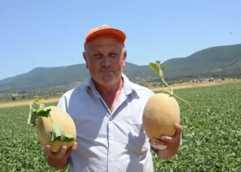 Bilecik’in ünlü kavunu tezgâha çıkıyor: Üretici bu yıl 30-40 TL fiyat bekliyor