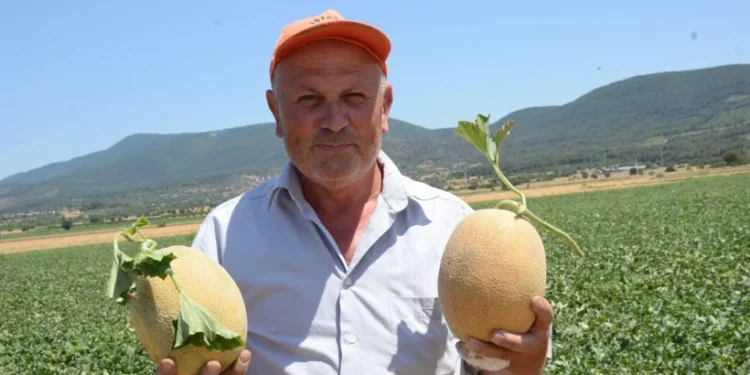 Bilecik'in ünlü kavunu tezgâha çıkıyor: Üretici bu yıl 30-40 TL fiyat bekliyor 1 kavun