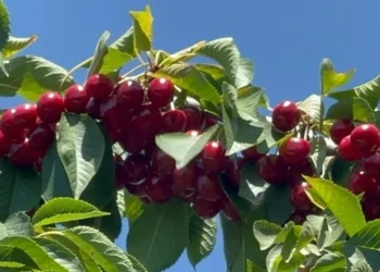 Çin, kirazda yeni ihracat kapısı olabilir