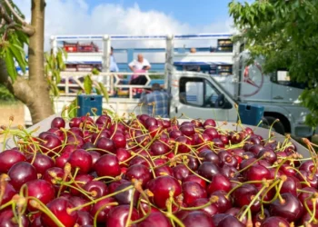 Aroması Türkiye’de tek: Yüzde 80’i Almanya’ya gidiyor