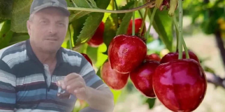 kiraz olum