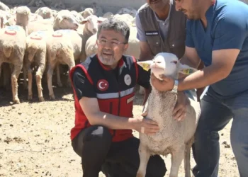 Kırsala 160 bin küçükbaş desteği: İlk teslimat yapıldı - Agro TV