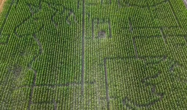Macaristan'da 4,5 hektarlık masal temalı mısır labirenti - Tarım Pusulası