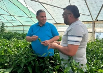 Manisa'nın 150 Yıllık Ata Tohumu Emcelli Biberi Üreticiye Kazandırıyor - Tarım Pusulası