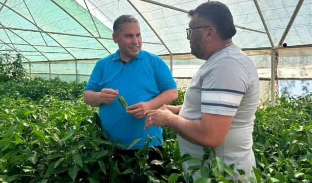 Manisa'nın 150 Yıllık Ata Tohumu Emcelli Biberi Üreticiye Kazandırıyor 1 Manisa'nın 150 Yıllık Ata Tohumu Emcelli Biberi Üreticiye Kazandırıyor - Tarım Pusulası