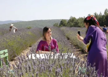 Muğla Büyükşehir Koku Vadisi'nde lavanta hasadını başlatıyor - Tarım Pusulası