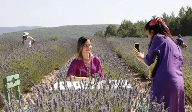 Muğla Büyükşehir Koku Vadisi'nde lavanta hasadını başlatıyor 1 Muğla Büyükşehir Koku Vadisi'nde lavanta hasadını başlatıyor - Tarım Pusulası