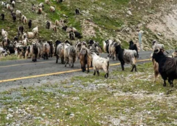 Ormanlarda koyun ve keçi otlatmasına AB'den dikkat çeken karar - Tarımdan Haber