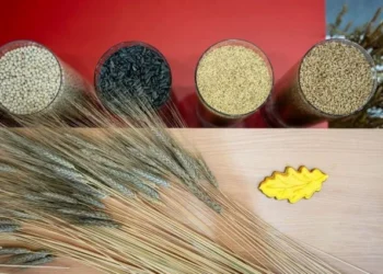Rusya'da buğday ihracat vergisi yeniden uygulanacak - Tarım Pusulası