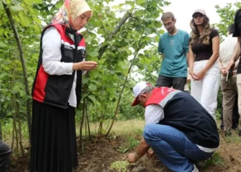 Samsun İl Tarım: Fındıkta rekolte tespit çalışmaları sürüyor - Tarım Pusulası
