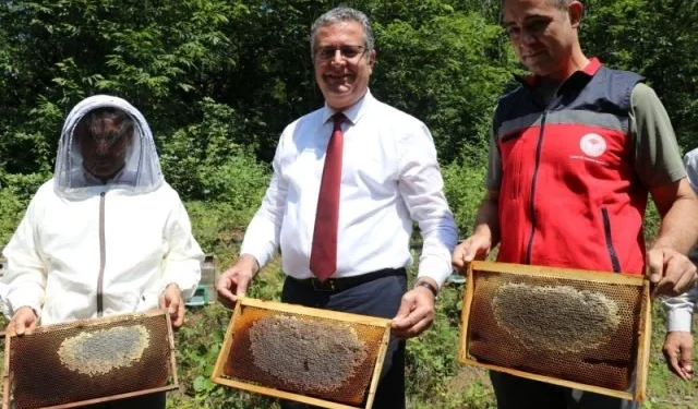 Samsun'da Coğrafi İşaretli Salıpazarı Kestane Balı Hasadı Başladı - Tarım Pusulası