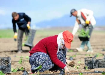 Sertifikalı tohum ve fidan desteğinde son tarih 31 Temmuz - Tarımdan Haber
