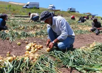 Tarımdaki plansızlığın faturası: ‘Kırmızı altın’ çay fiyatına düştü