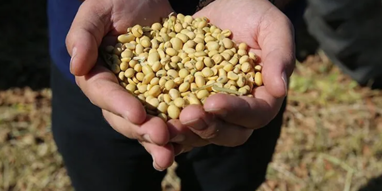 soya