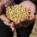 Soya fasulyesi fiyatları 26 ayın en yüksek seviyesini gördü