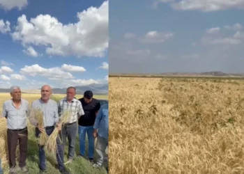 Tarım Kredi'den alınan sertifikalı arpa tohumu çiftçiyi mağdur etti! 25 üretici hukuki süreç başlattı - Tarımdan Haber