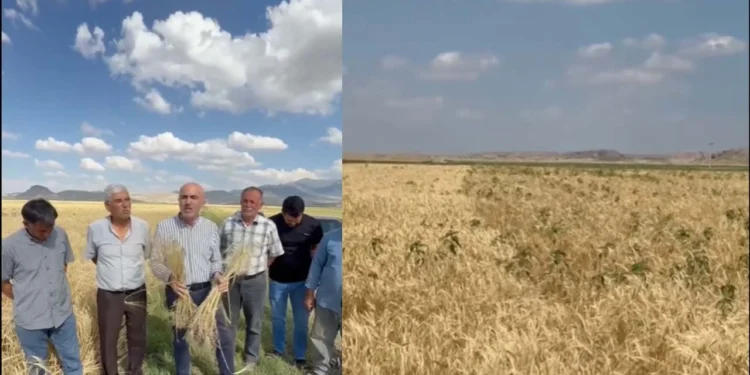 Tarım Kredi'den alınan sertifikalı arpa tohumu çiftçiyi mağdur etti! 25 üretici hukuki süreç başlattı 1 Tarım Kredi'den alınan sertifikalı arpa tohumu çiftçiyi mağdur etti! 25 üretici hukuki süreç başlattı - Tarımdan Haber