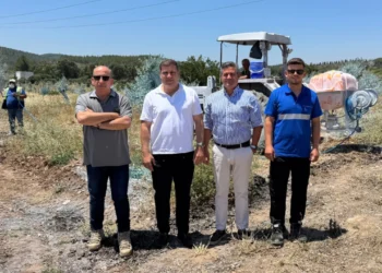 Taşınan zeytin ağaçları bilimsel bakımla yaşatılıyor - Ekonomim