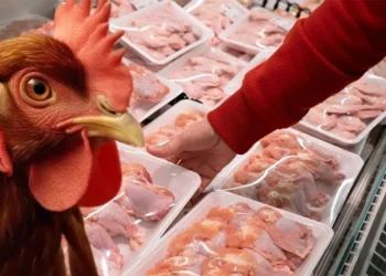 İTO/ Gergeri: Tavukta kilogram fiyatı bu gidişle 500 liraya ulaşır