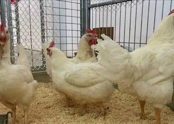 İrfan Donat: Gıda cezayla ucuzlar mı?