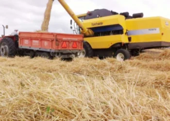 TMO önündeki kuyruklar tüccarı kazandırdı! Buğday, arpa fiyatı neden düştü? - Tarımdan Haber