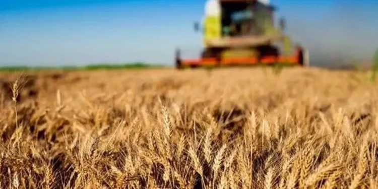 TMO'dan üreticiye ödeme: Hesaplara yatırıldı! - Agro TV
