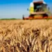 TMO'dan üreticiye ödeme: Hesaplara yatırıldı! - Agro TV