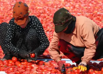 Torbalı Ovası’nda kurutmalık domates mesaisi başladı