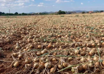 Türkiye ithalata yöneldi, İspanyol çiftçi 200 ton soğanı bedava dağıttı! - Tarımdan Haber