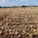 Türkiye ithalata yöneldi, İspanyol çiftçi 200 ton soğanı bedava dağıttı! 5 Türkiye ithalata yöneldi, İspanyol çiftçi 200 ton soğanı bedava dağıttı! - Tarımdan Haber