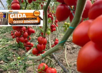 USDA raporu sonrası kritik soru: Bugün marketler, yarın tarlalar mı? - Tarımdan Haber