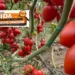 USDA raporu sonrası kritik soru: Bugün marketler, yarın tarlalar mı? - Tarımdan Haber