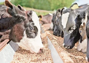 Rekor üretimin ‘olumlu sinyalleri’ yansımaya başladı