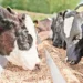 Rekor üretimin ‘olumlu sinyalleri’ yansımaya başladı