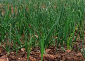 Planlı üretim vardı, soğanda ithalat neden geldi? Bakanlığın hedefiyle uygulama çelişti!