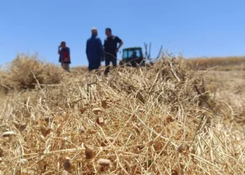 Yozgat'ta 225 bin dekarlık dev hasat başladı: Rekor rekolte... - Cumhuriyet