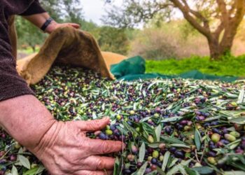 Anadolu’nun İklime Dirençli Zeytin Mirası Haritalandı; ‘Zeytin Atlası’ Yayında!