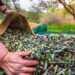 Anadolu’nun İklime Dirençli Zeytin Mirası Haritalandı; ‘Zeytin Atlası’ Yayında! 6 Anadolu’nun İklime Dirençli Zeytin Mirası Haritalandı; ‘Zeytin Atlası’ Yayında!