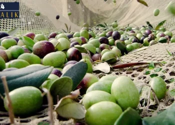 Eyvah zeytin bu yıl çok: Zeytin ve zeytinyağında ‘var yılı’ endişesi!