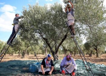 İçeride tekel insafı, dışarıda kota sınırı
