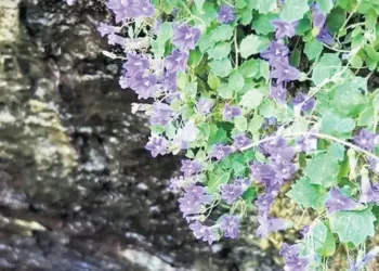 13 yeni bitki türü keşfedildi