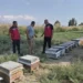 Antakya’da bal sağımı sürüyor