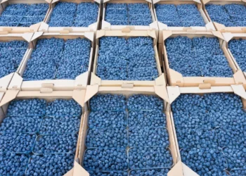 ‘Mavi Altın’da bile fiyat krizi; Blueberry üreticileri maliyeti kurtarma derdine düştü!