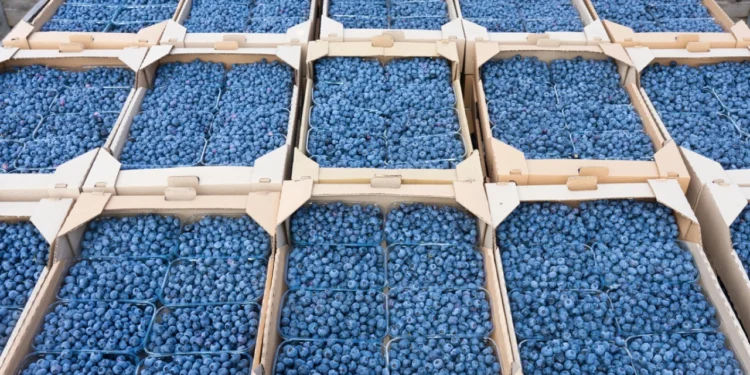 'Mavi Altın'da bile fiyat krizi; Blueberry üreticileri maliyeti kurtarma derdine düştü! 1 Blueberry
