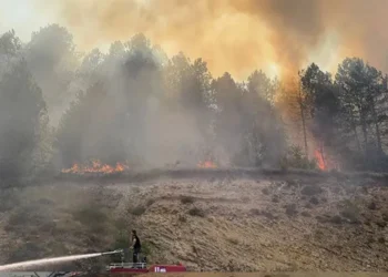 Bolu’da orman yangını: Kontrol altına alındı
